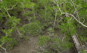 Blue Carbon di Teluk Semanting