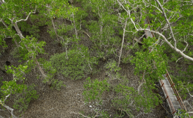 Jaga Mangrove, Dorong Ekspor Berkelanjutan