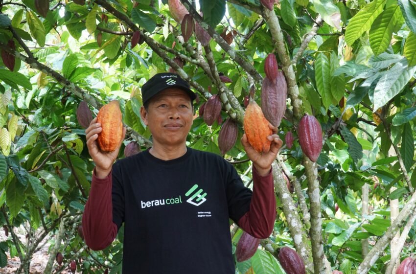 Asah Kemampuan Petani Cokelat Melalui Pendampingan PT Berau Coal