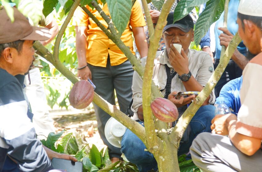 Disbun Target Perluas Area Tanam Kakao Capai 100 Ha Tiap Tahun