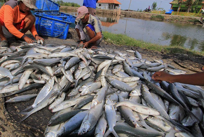 Semester I 2024 Capai 13.904,9 Ton, Produksi Ikan Ditargetkan Terus Meningkat