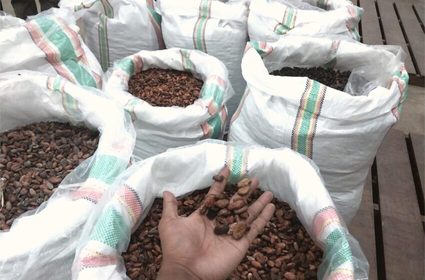 Berau Ukir Sejarah, Kakao Lokal Tembus Pasar Internasional