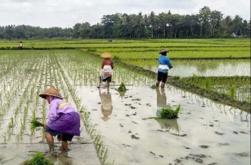 Penguatan Area Pertanian, Kunci Berau Wujudkan Kemandirian Pangan