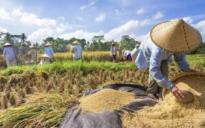 Salurkan bantuan Antisipasi dan Tangani Kerawanan Pangan