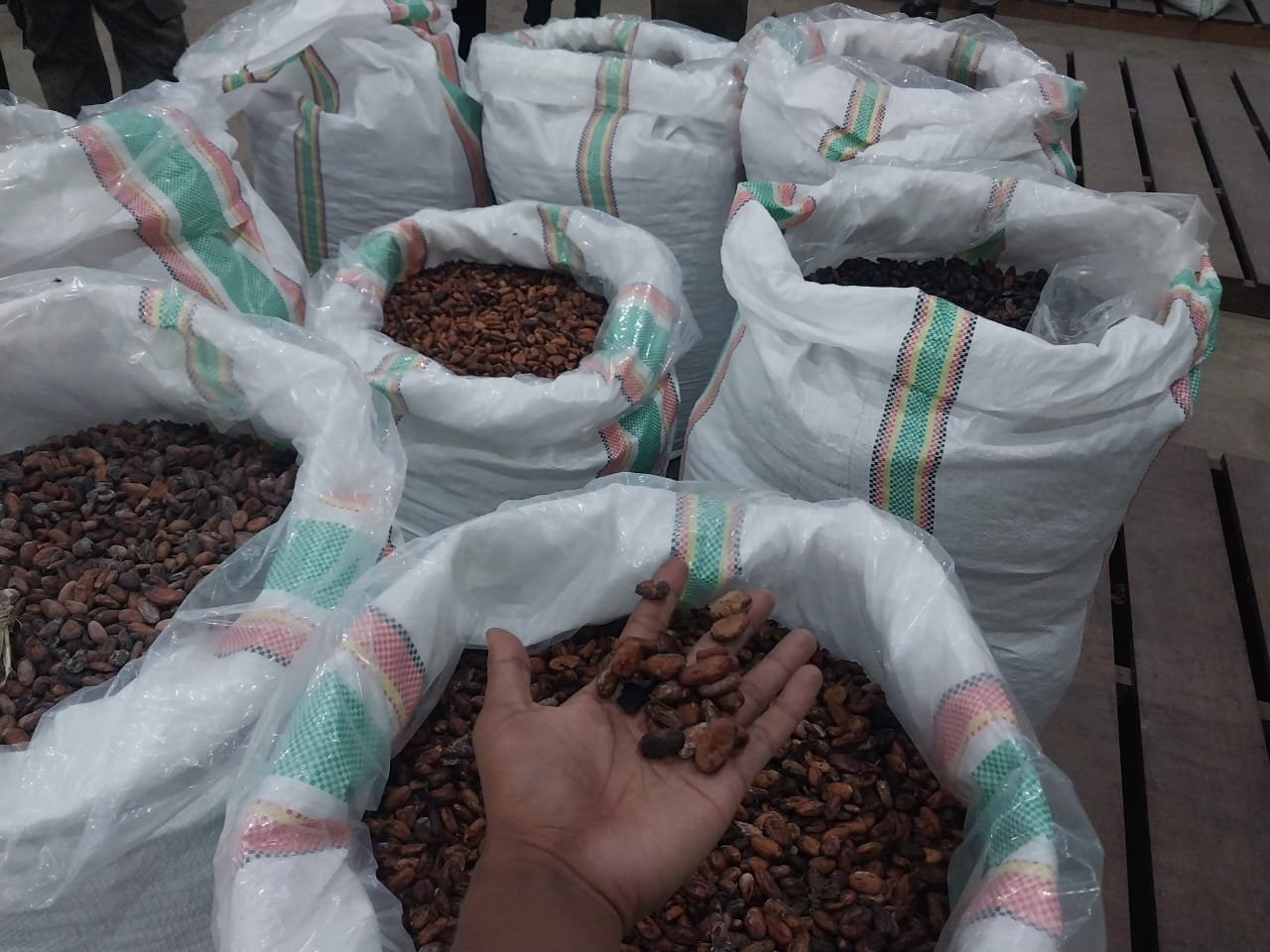 Kakao Berau Ditetapkan Jadi Komoditas Unggulan Daerah