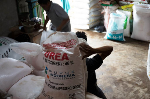Pupuk Subsidi Tak Lagi Tersedia untuk Perkebunan, Disbun Cari Solusi Lewat PKT