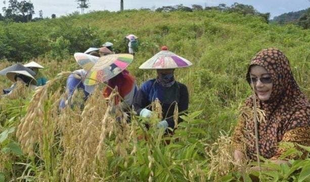Sambut Brigade Pangan, Pemerintah Talisayan Cari Solusi Atasi Kekurangan Lahan