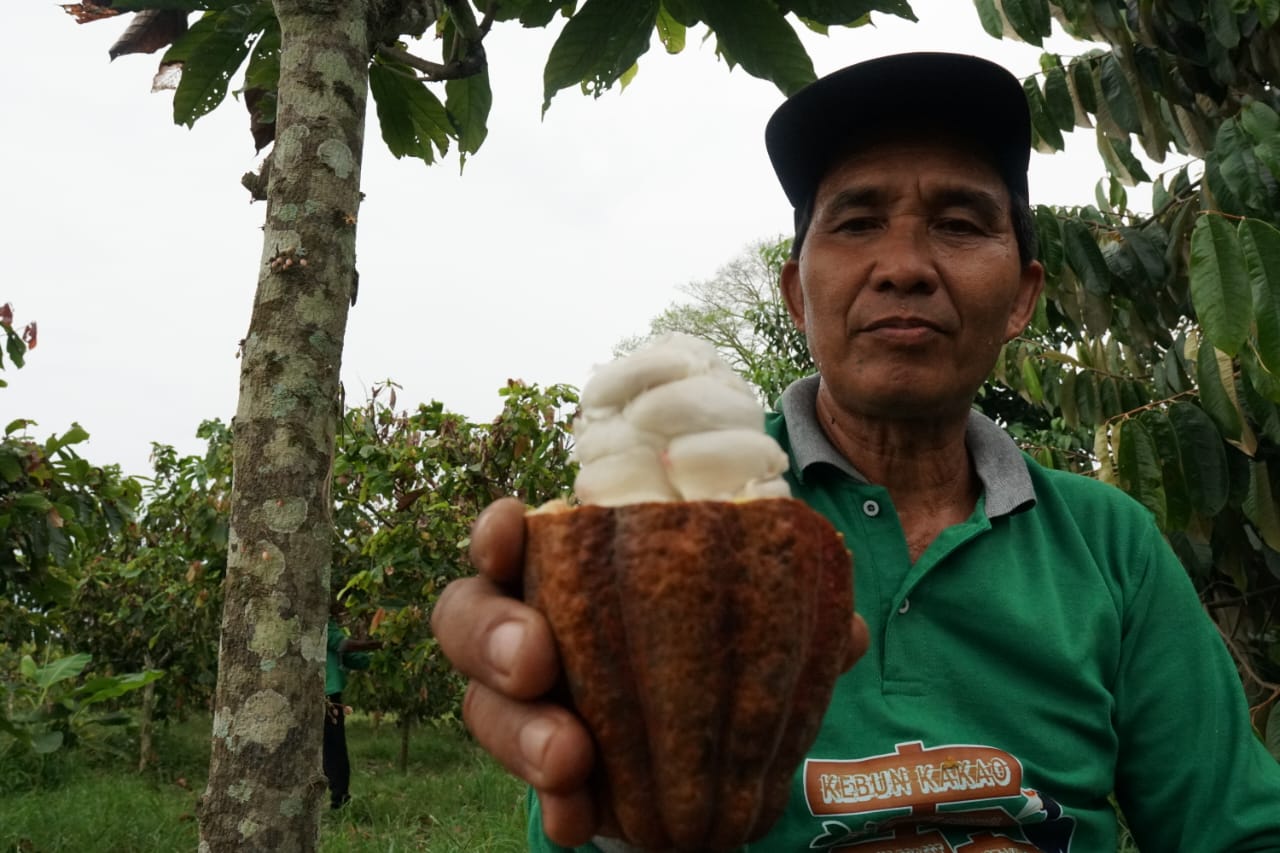 Tekan Deforestasi Melalui Pengembangan Kakao di Kawasan Perhutanan Sosial
