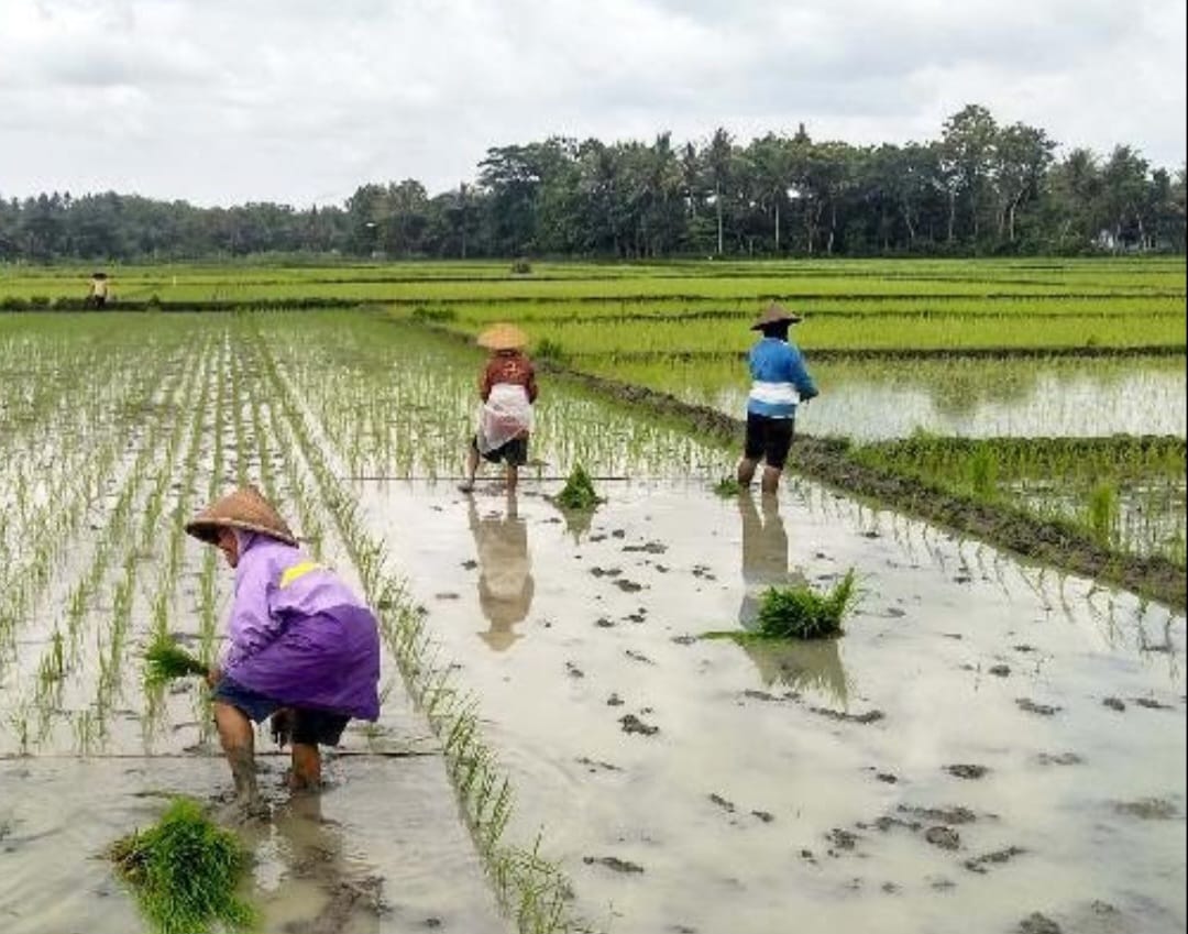 Alih Fungsi Lahan Marak Terjadi, DTPHP Pastikan 2.311 Ha LP2B Tetap Terjaga