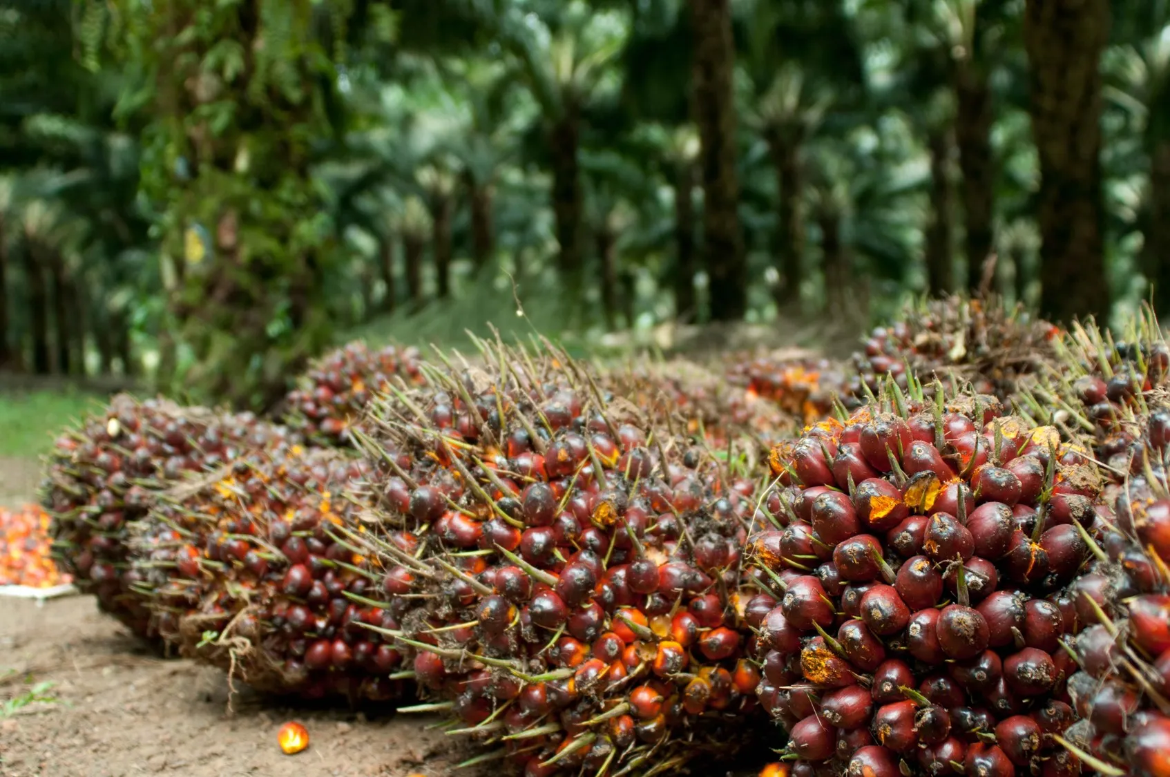 Sawit Berau Terpaksa Dijual ke Kutim