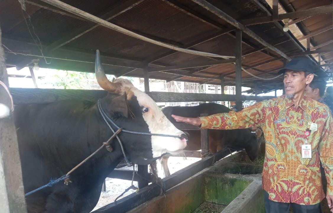Prabowo Subianto Kirim Sapi Kurban Jumbo ke Berau