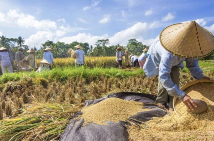 Dukung Ketahanan Pangan Kaltim, DTPHP Fokus Pertahankan LP2B