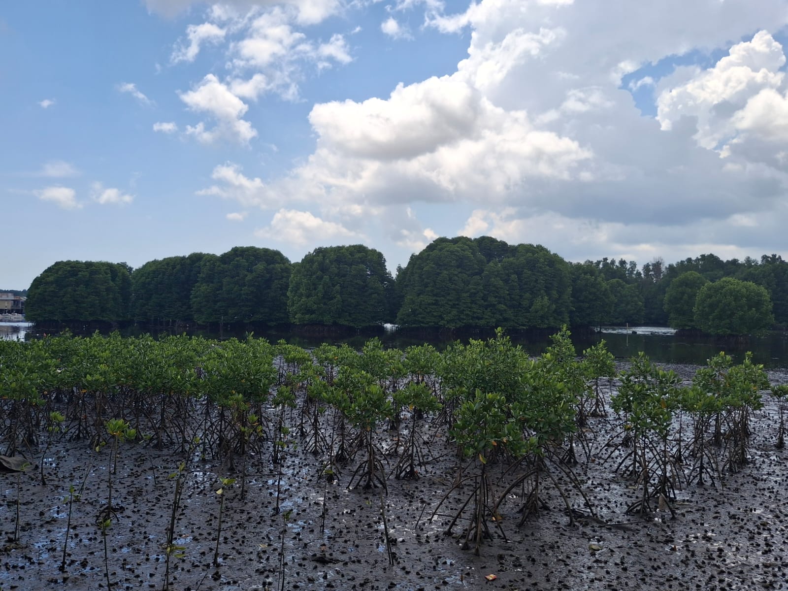 Telok Bangko: Kala Mangrove Mengikat Hadi, Miliaran Rupiah Terhempas Tak Percuma