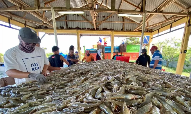 Dukung Pengembangan Tambak Udang Organik di Pesisir Berau