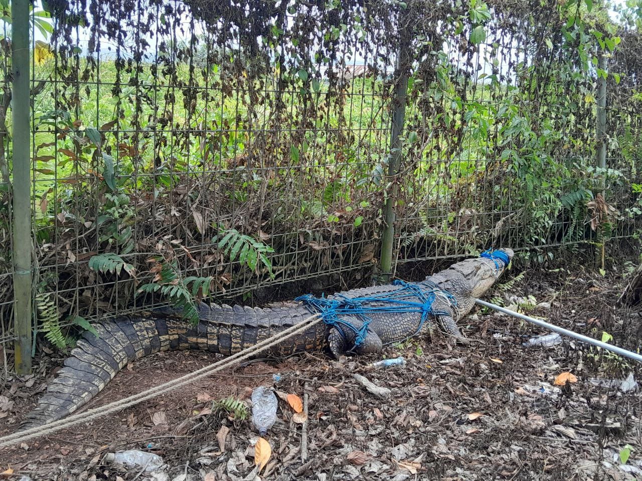 Muara Bengalon Jadi Pusat Penangkaran Buaya, Kutim Dorong Investasi Hijau