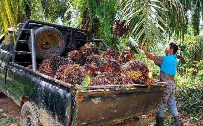 Sumbang 7 Persen PDRB, Produksi Sawit Diharapkan Terus Meningkat