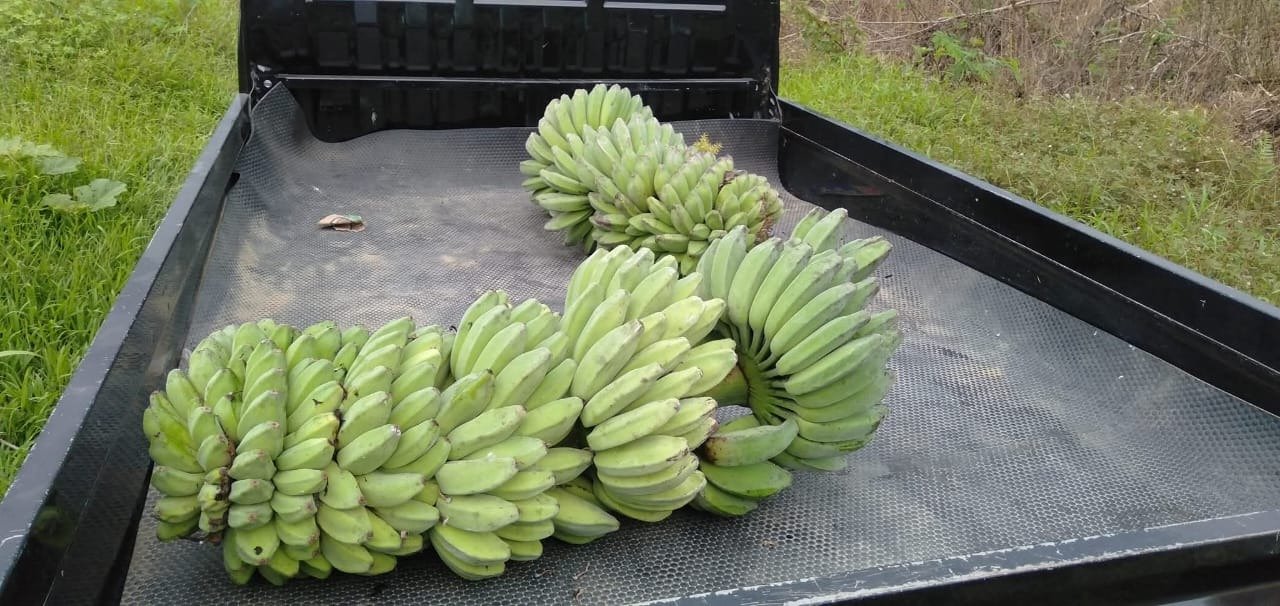 Inovasi Tanpa Henti, UMKM Pisang Kaliorang Berhasil Ubah Komoditas Biasa Jadi Produk Bernilai