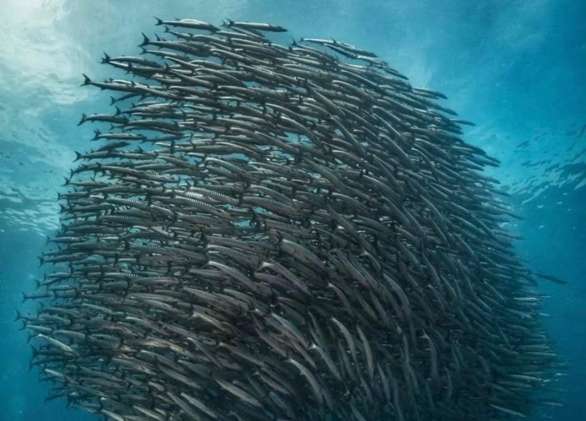 Disbudpar Harus Masif Promosikan Potensi Barakuda Maratua