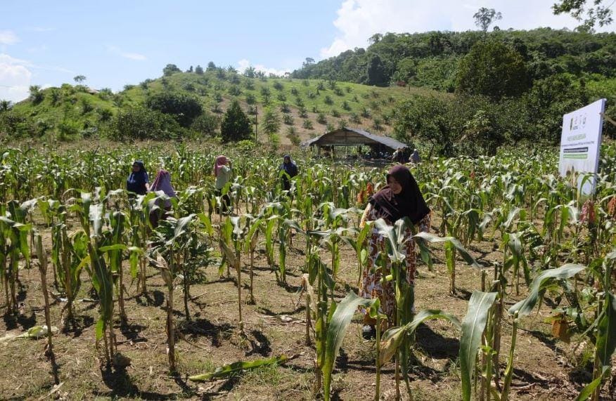 Perkuat Hilirisasi Sektor Pertanian, Pabrik Pengolahan Jagung Diperlukan di Berau