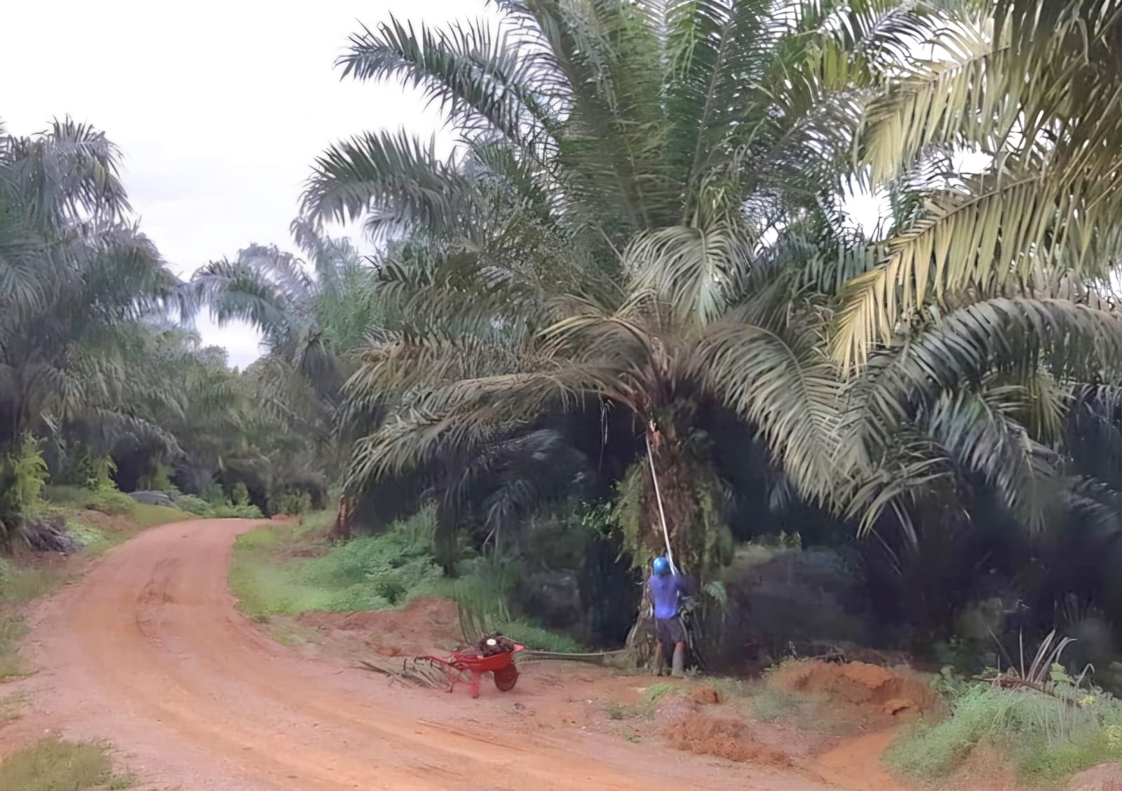 Dilema Pekerja Luar Banjiri Berau: Mengapa Putera Daerah Tak Mau Ambil Peluang di Perkebunan Sawit?