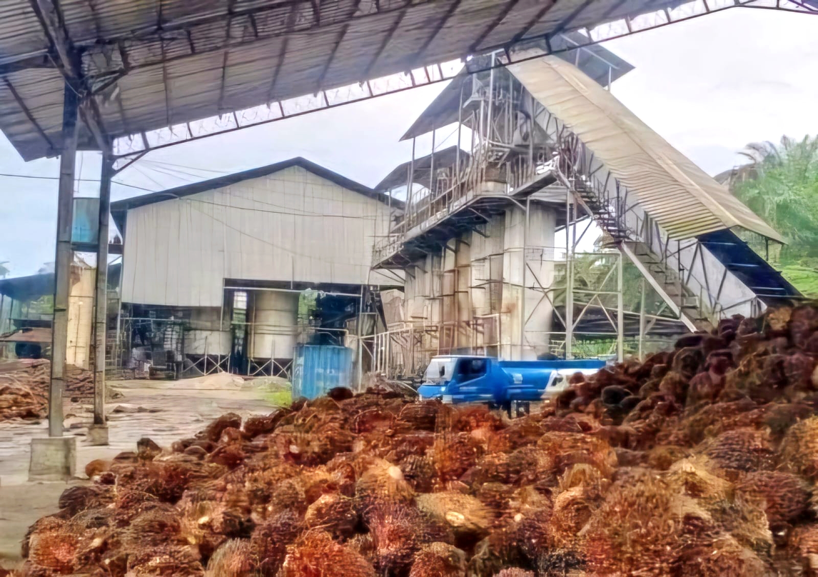 Pabrik Sawit Masih Kurang, Program Hilirisasi Dihantui Izin dan Kewenangan