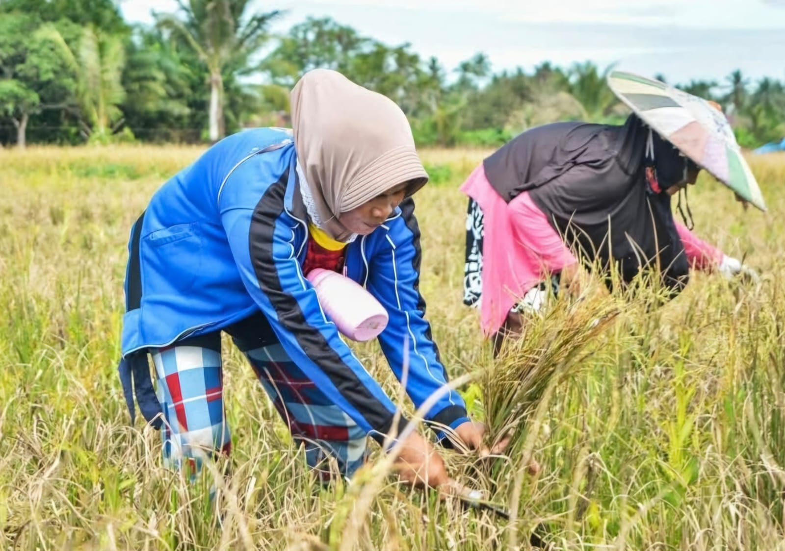 Produktivitas Padi Meningkat di 2025, Bantuan Sarpras Diharapkan Tetap Bergulir