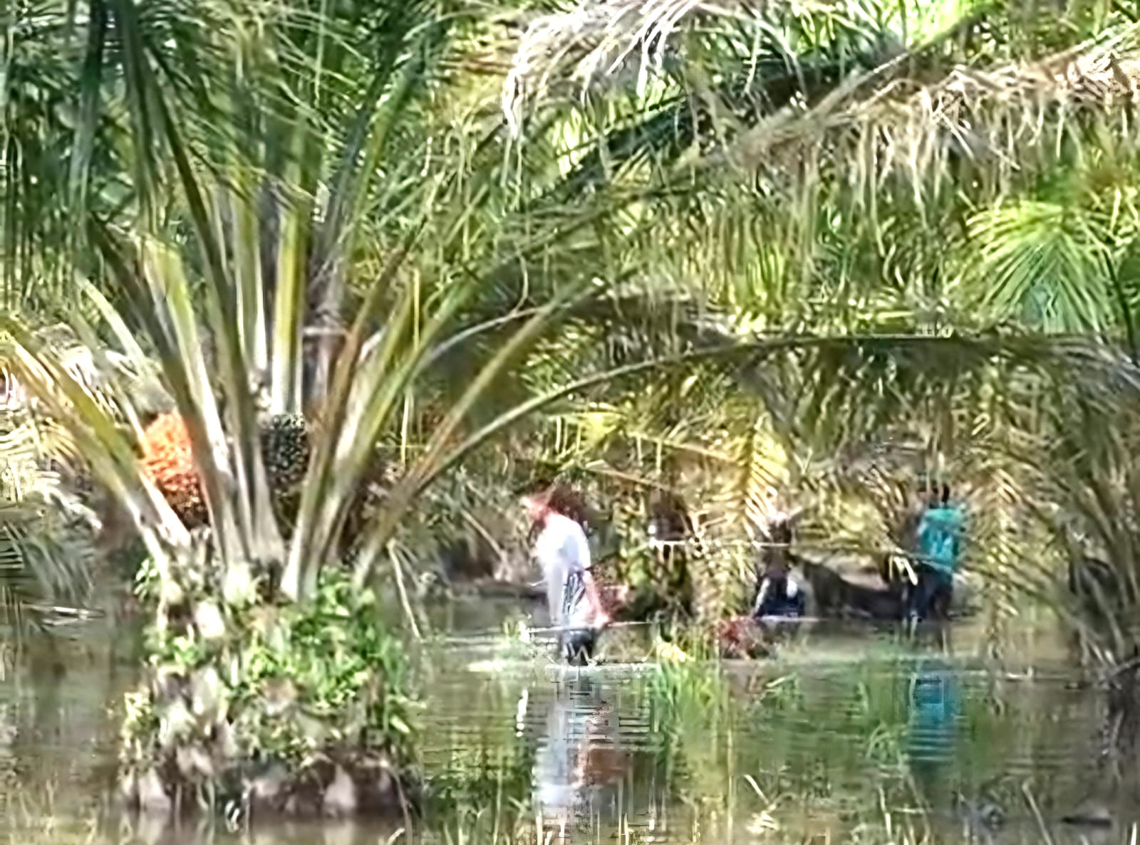 Dampak Buruk Operasional PT BBA Kembali Dikeluhkan, PT BJP Diklaim Ikut Terlibat