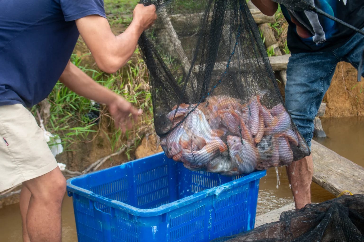 Perlu Perencanaan Matang Pengembangan Desa Wisata Berbasis Budidaya Ikan Nila di Batu-Batu