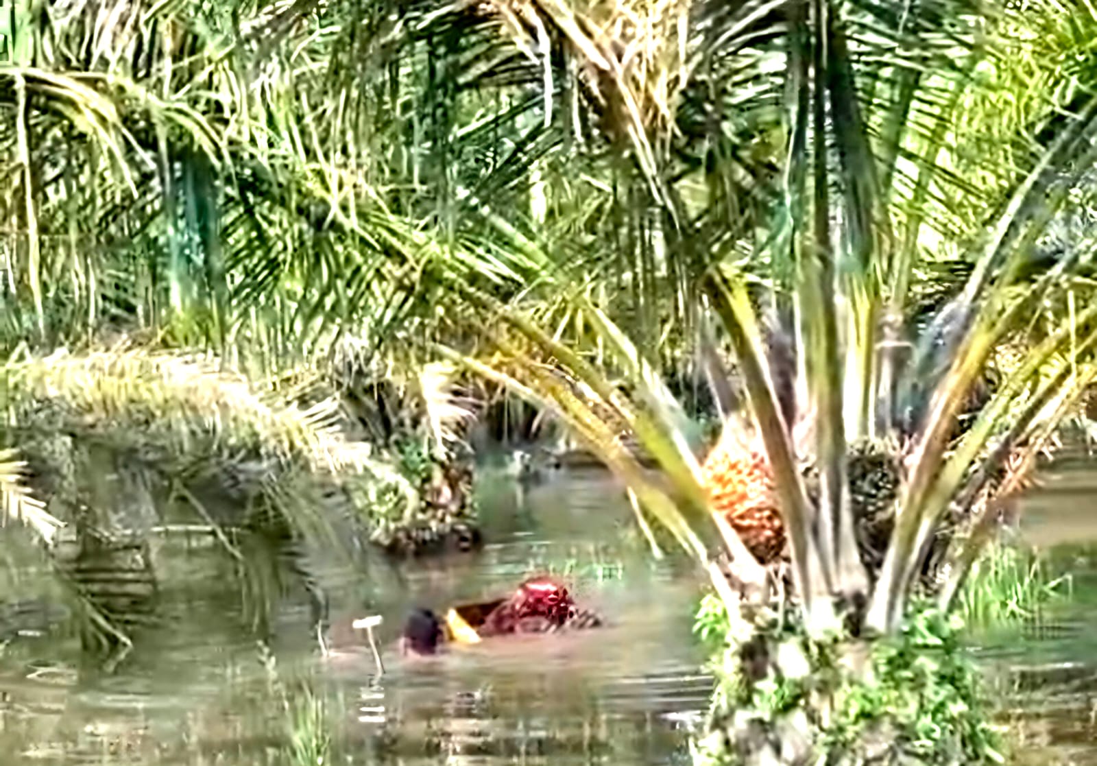 DLHK Akui Tak Dilibatkan dalam Izin Perubahan Alur Sungai Siagung, Arahkan Warga Lapor ke BWS