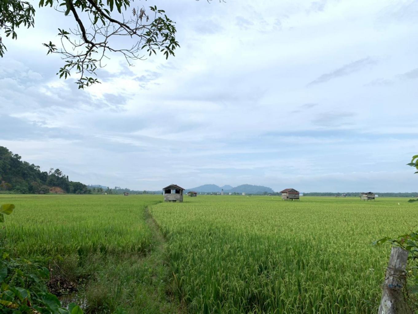 Sulap Sawah Jadi Destinasi Wisata, Bupati Dorong Kemandirian Kampung di Berau