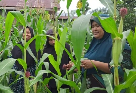 Kuasai 71 Persen Pasokan, Talisayan Jadi Motor Utama Kemandirian Benih Jagung di Berau