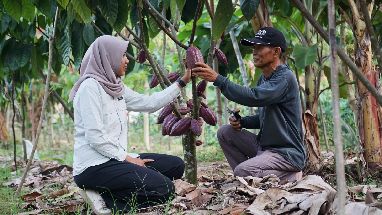 Disbun Berau Gandeng STI Perkuat Pengembangan Kopi dan Kakao