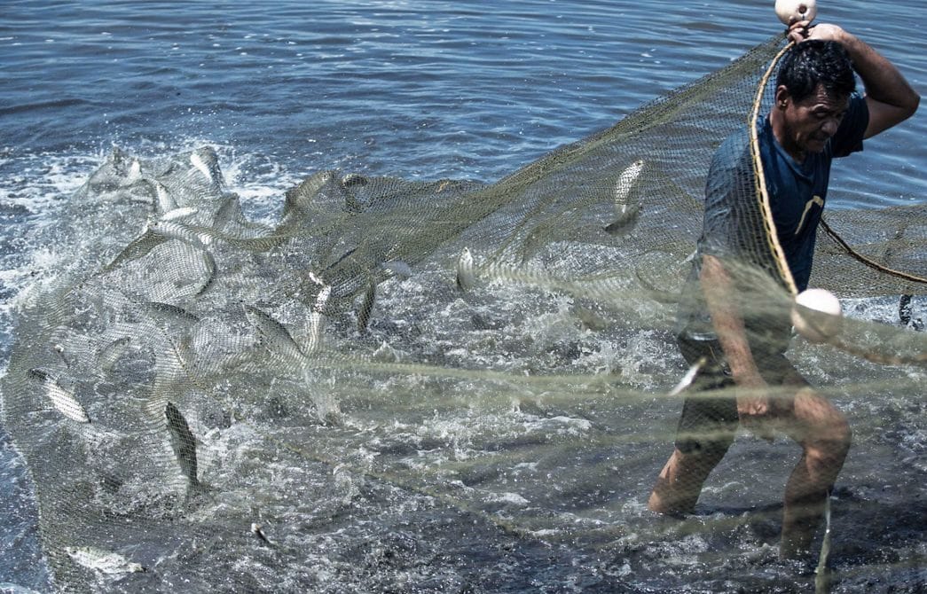 Kembangkan Tambak Mangrove, Berau Bidik Produksi Perikanan 2.300 Ton