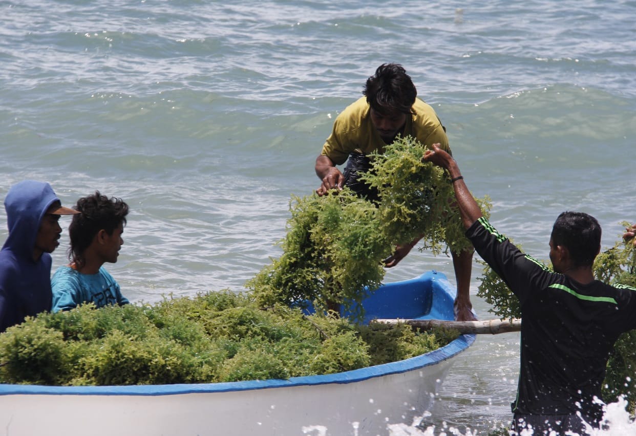 Performa Pasar Dinilai Bagus, Potensi Budidaya Rumput Laut Siap Diperluas