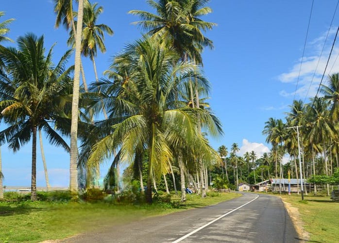 Disbun Berau Kebut Perluasan 200 Hektare Perkebunan Kelapa Dalam