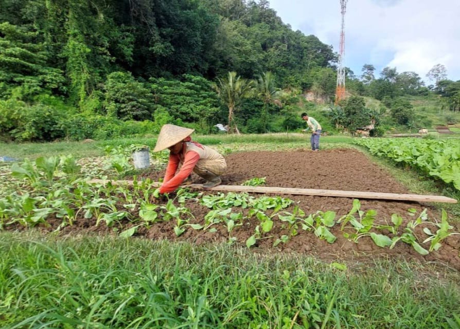 Jaga Stabilitas Pasar dan Inflasi, DTPHP Berau Perkuat Hortikultura Sayuran dan Tanaman