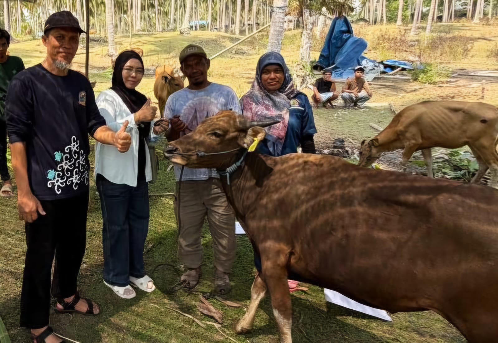Dukung Usaha Peternakan, DTPHP Berau Salurkan 90 Bibit Sapi di 5 Kampung