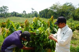 Kisah Nursalim Bangkitkan Ekonomi Lewat Program Berau Coal 21 IMG 20260925 WA0005