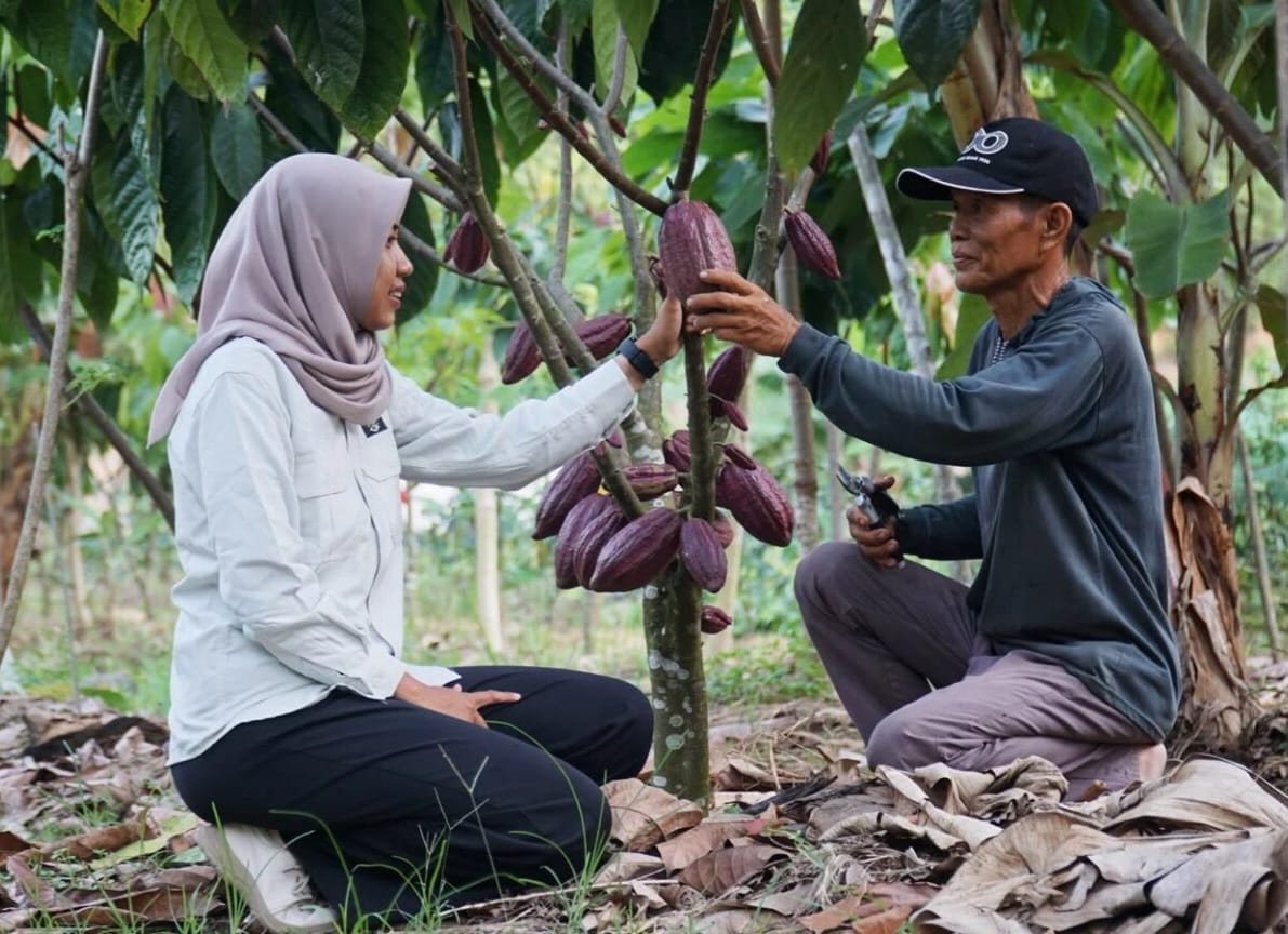 Bidik Pasar Premium Eropa, Pemkab Pacu Perluasan Lahan Kakao hingga 1.050 Hektare di 2026