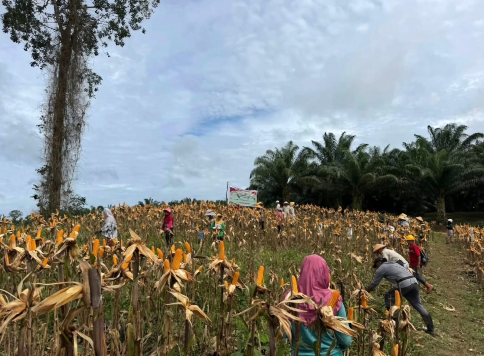 Pacu Sektor Pertanian, Pemkab Catat Capaian Positif Panen Padi dan Jagung Hingga Agustus 2026