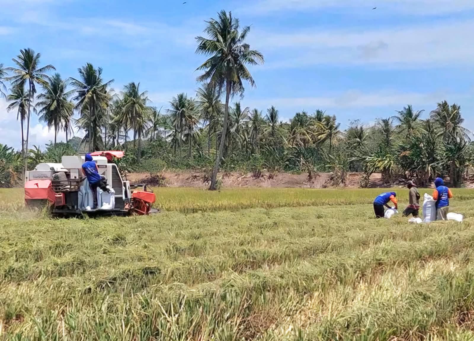 Dukung Pengembangan Padi Sawah, Labanan Jaya dan Semurut Dapat Lagi Bantuan Mesin Panen